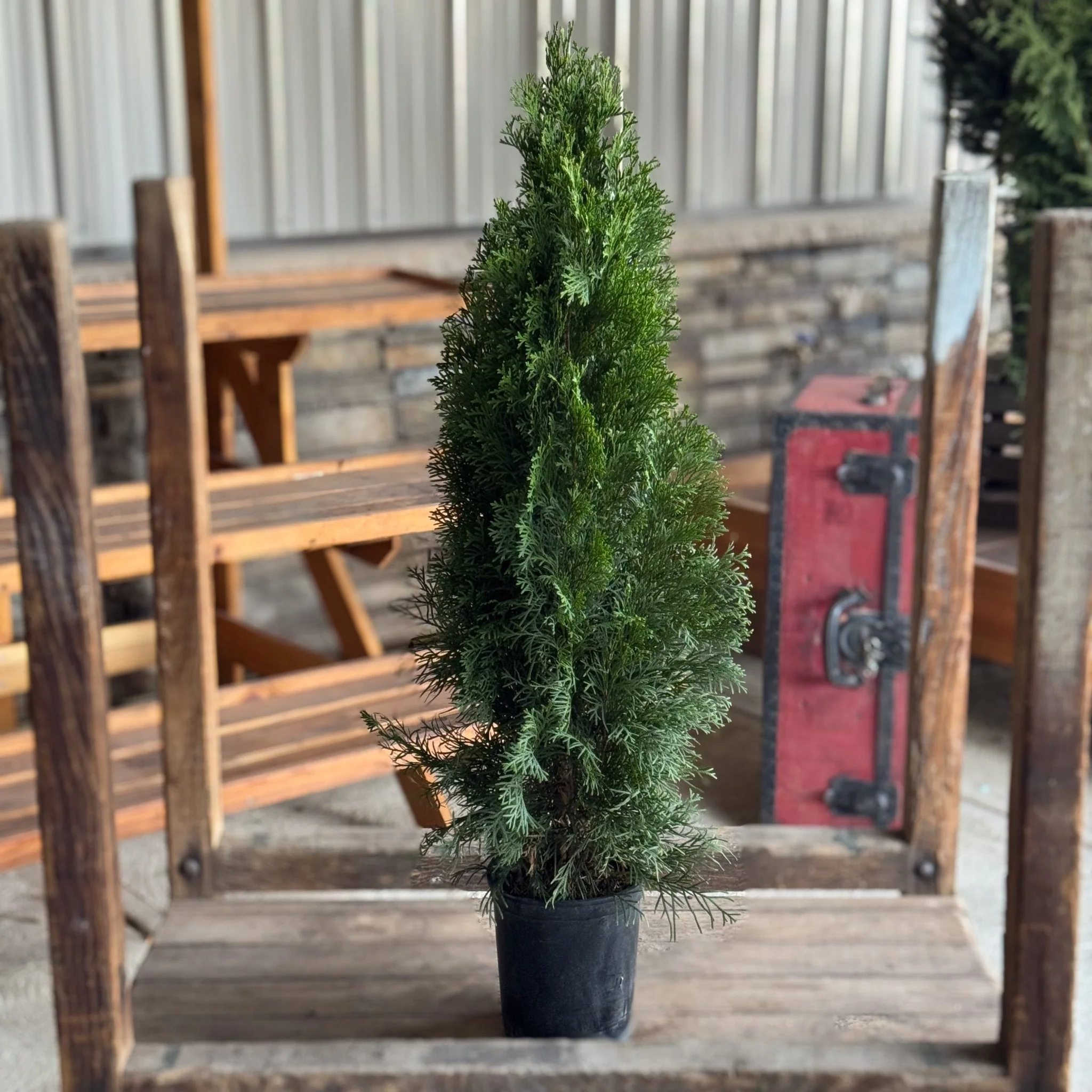 Emerald Green Arborvitae (Thuja occidentalis) - Quart Container
