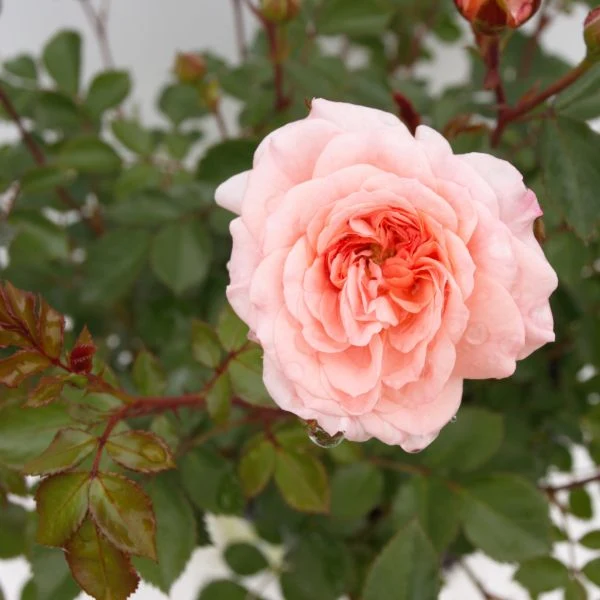 Apricot Groundcover Rose (Rosa) - Quart Container