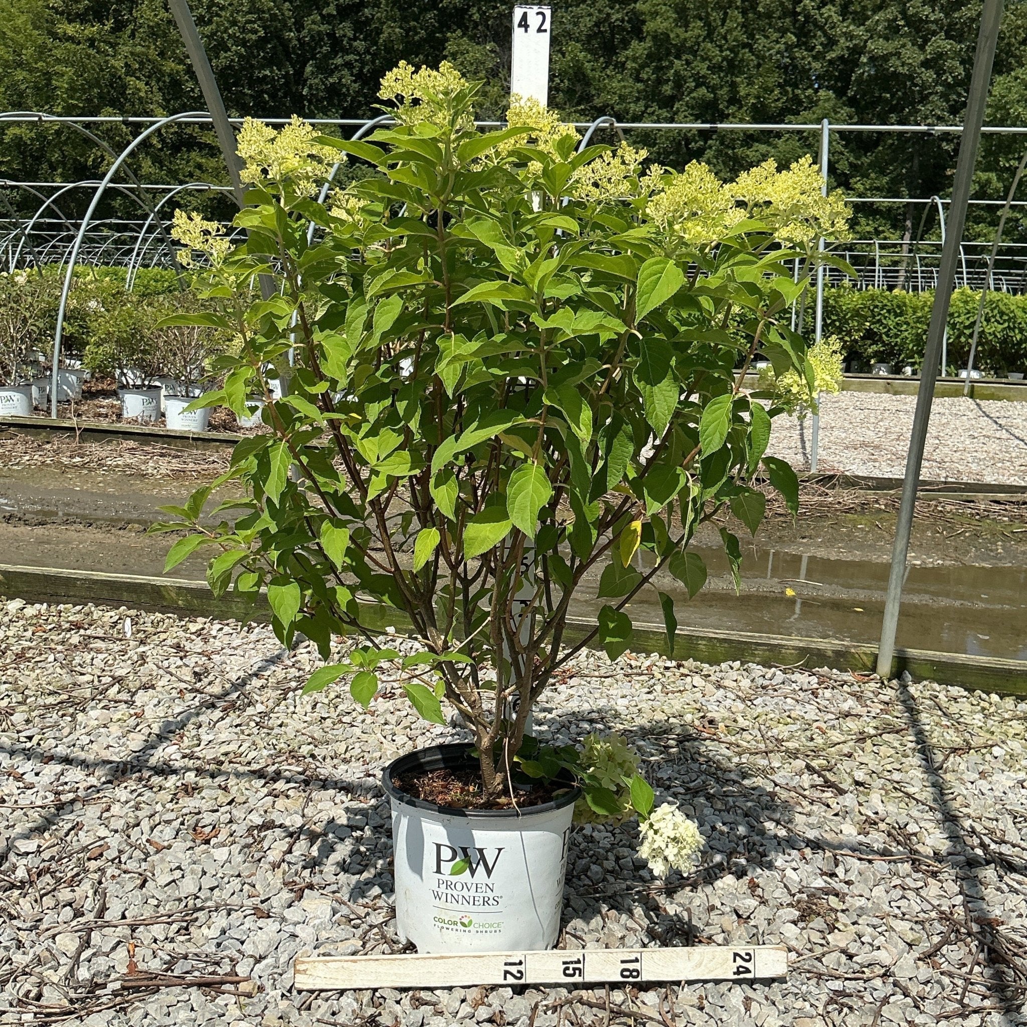 Limelight Panicle Hydrangea (Hydrangea paniculata) - Quart Container