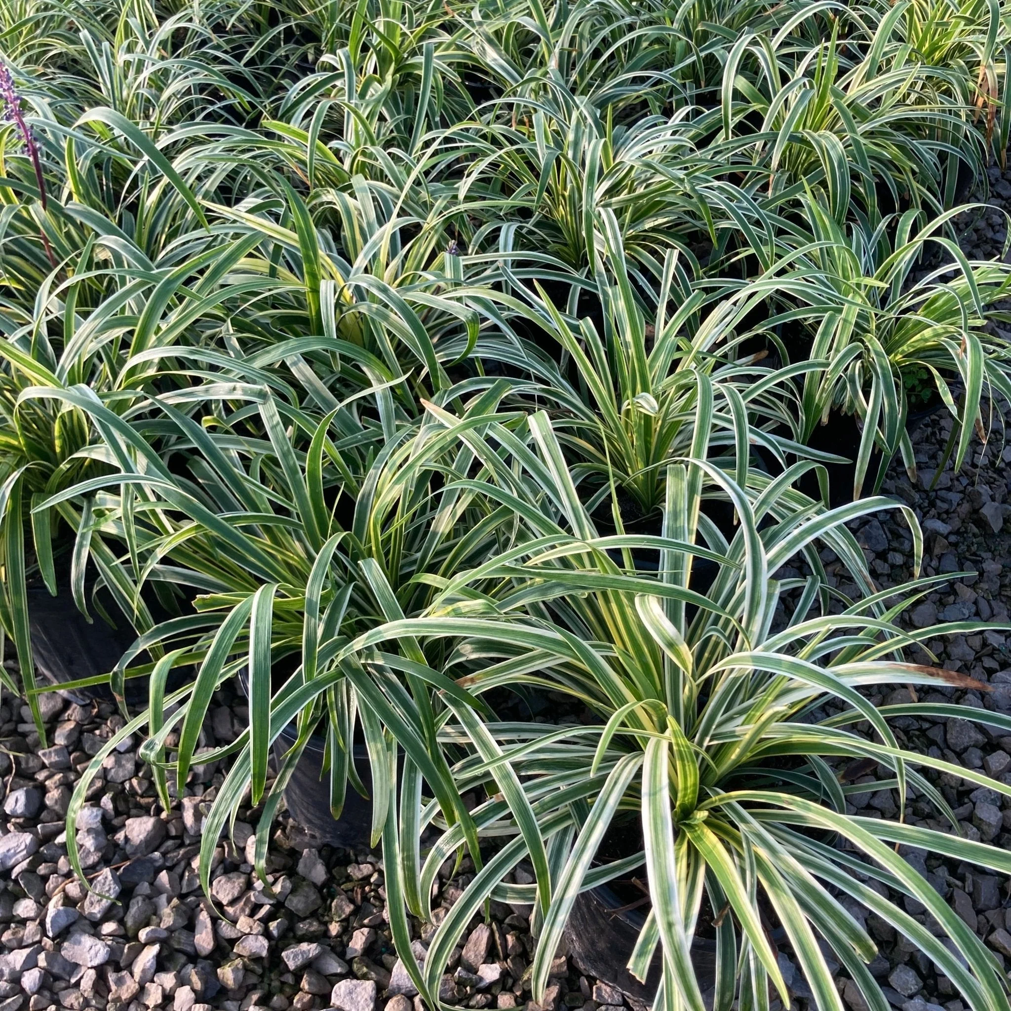 Variegated Liriope (Liriope muscari) - Quart Container