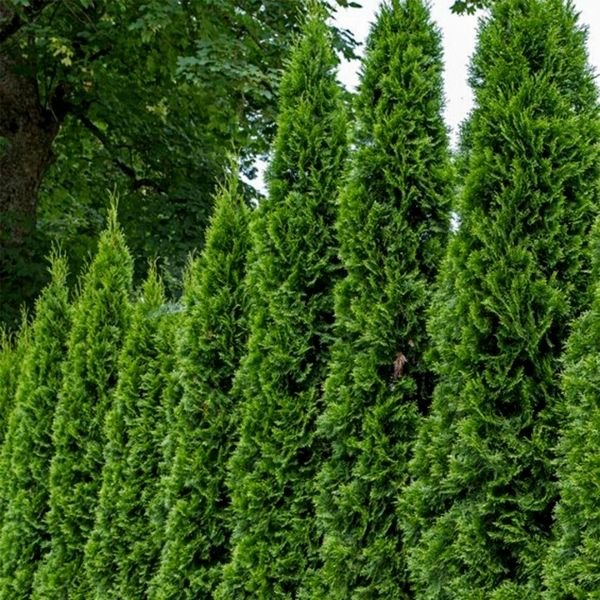 Emerald Green Arborvitae (Thuja occidentalis) - Quart Container
