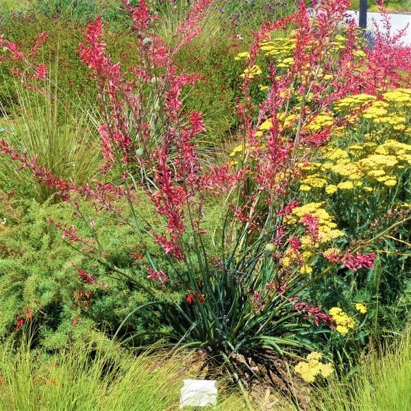 Red Yucca – Drought-Tolerant Evergreen with Coral-Red Flowers